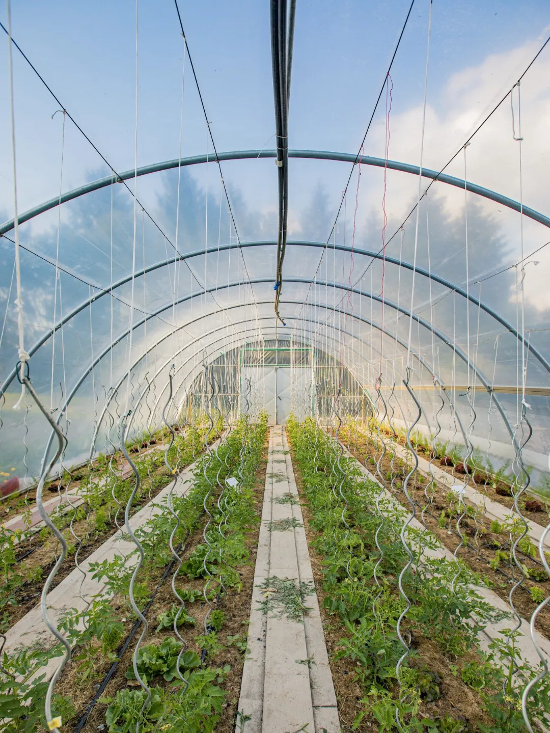 vegetable garden greenhouse