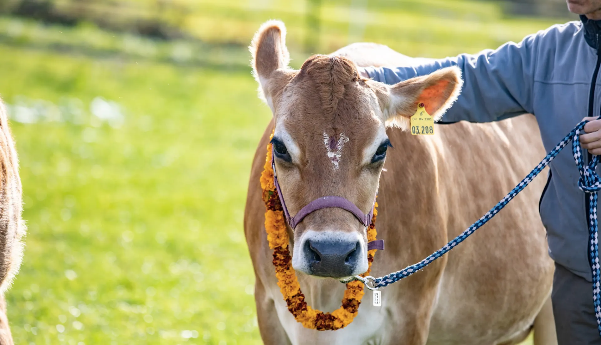 cow in the nature